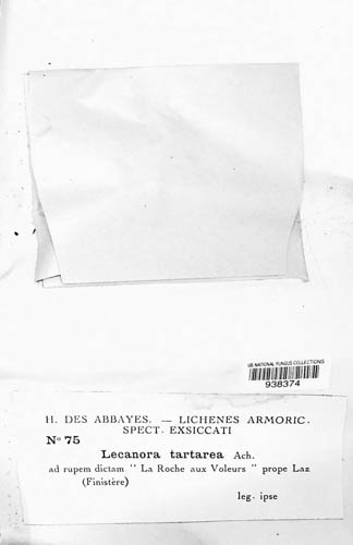 Ochrolechia tartarea image